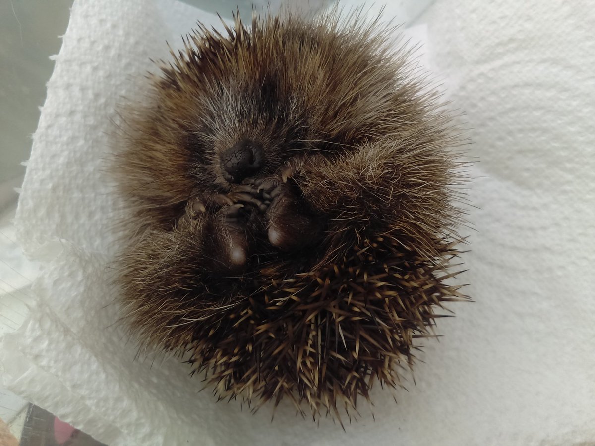 Poppyshedgehogs's tweet photo. Fab to see #hedgehogs trending on twitter if for not all the correct reasons. Anyone following the trend &amp; #pricklypals let's use this 4 some positivity. Please support your local #hedgehog rescue we at Poppy's have over 100 rehabilitating in our care at mo repeated across the uk https://t.co/MxT7SUrjZM