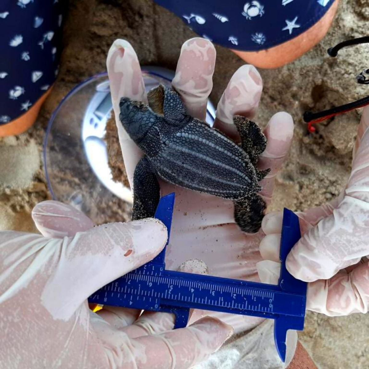 ZENITHTRAVEL1's tweet photo. #GreatNews 🐢✨ l A rare event occurred for the first time in Ecuador 🇪🇨 38 hatchlings of the leatherback turtle, the largest in the world were born on the beaches of #Manabí. 
.
.
.
.
📷: COMERCIO
#ZenithTravel #ZenithEcuador #PrimeroEcuador #DiscoverEcuador #WelcomeToEcuador https://t.co/v61EJfMPwY