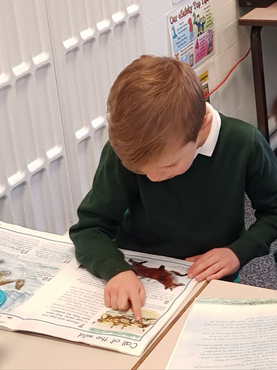 KPSFeed's tweet photo. Really lovely to see our #KPSYear1 children's amazing enthusiasm this morning when they were asked to read their chosen #KPSSchoolLibrary book! π #KnavesmireCharacter #Enthusiastic #Exhuberant #WeLoveReadingAtKPS https://t.co/wGgXkdQYr9