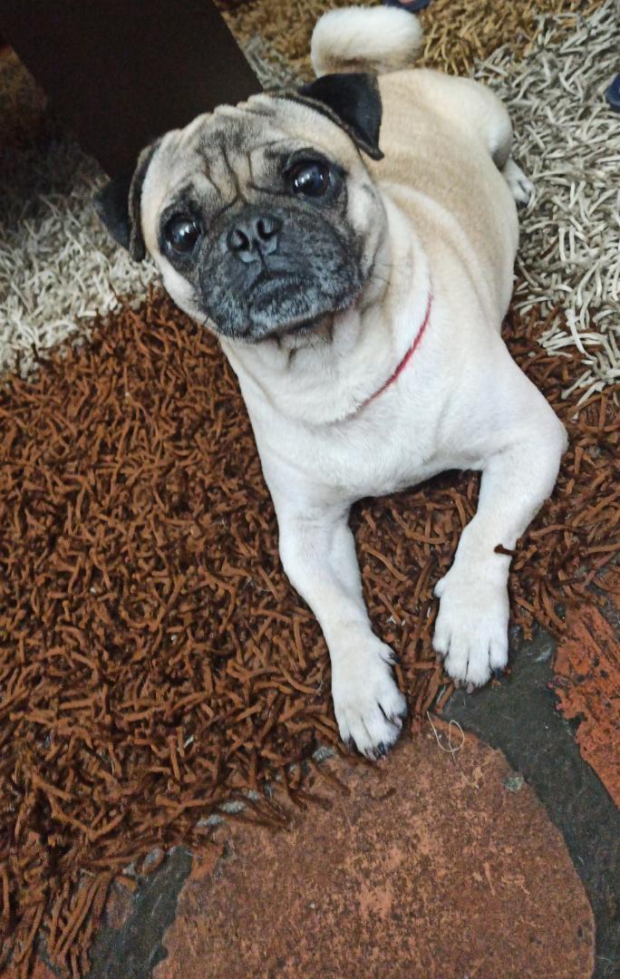 Me perdí, no sé si mi familia me está buscando, estoy en resguardo de unas buenas personas, ayúdame a que me encuentren extraño a mi familia. Papi, mami, si ves este mensaje escribe un DM <a href="/EquipoSucre/">Solidarios de Sucre</a> <a href="/FaroComunitario/">Faro Comunitario</a> <a href="/valleonand/">Andrea Osorio🦋🍃</a> @RCamachoVzla <a href="/PerroUsuario/">PerroUsuario Wof '•'</a>