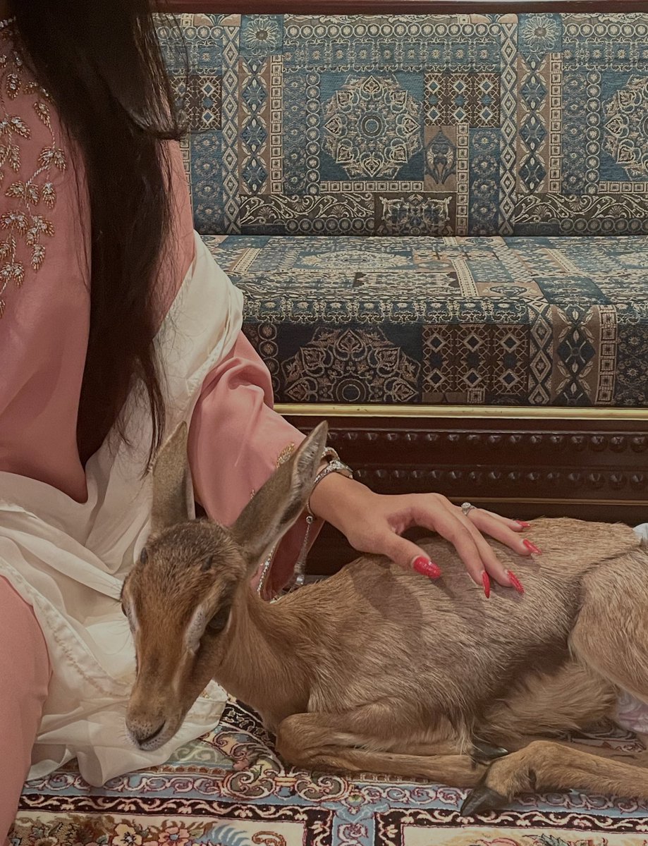 ريم المها يا حيّه 🤍