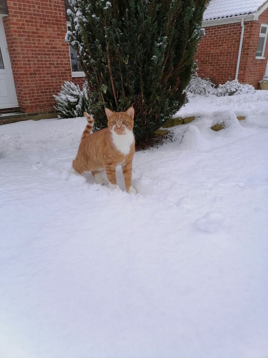 NoelSpiers's tweet photo. @WiltsC_Careers My children think we took the cat for a walk, I think he just kept following us #FirstTimeInTheSnow https://t.co/XXioJjzt9q