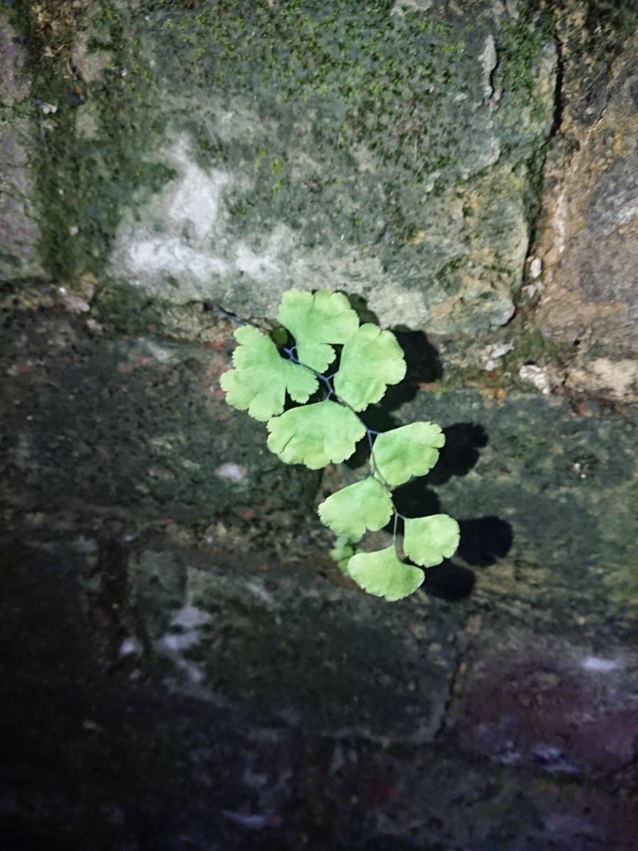 morethanweeds's tweet photo. You don't necessarily need to go to the countryside to enjoy discovering plants! 🌿This is a railway bridge near Waterloo, London. Warm and humid, its brick walls are home to many ferns, from native Maidenhair, Black Spleenwort and Hart's-tongue, to the "exotic" Cretan Brake fern https://t.co/dH97OzW3cW