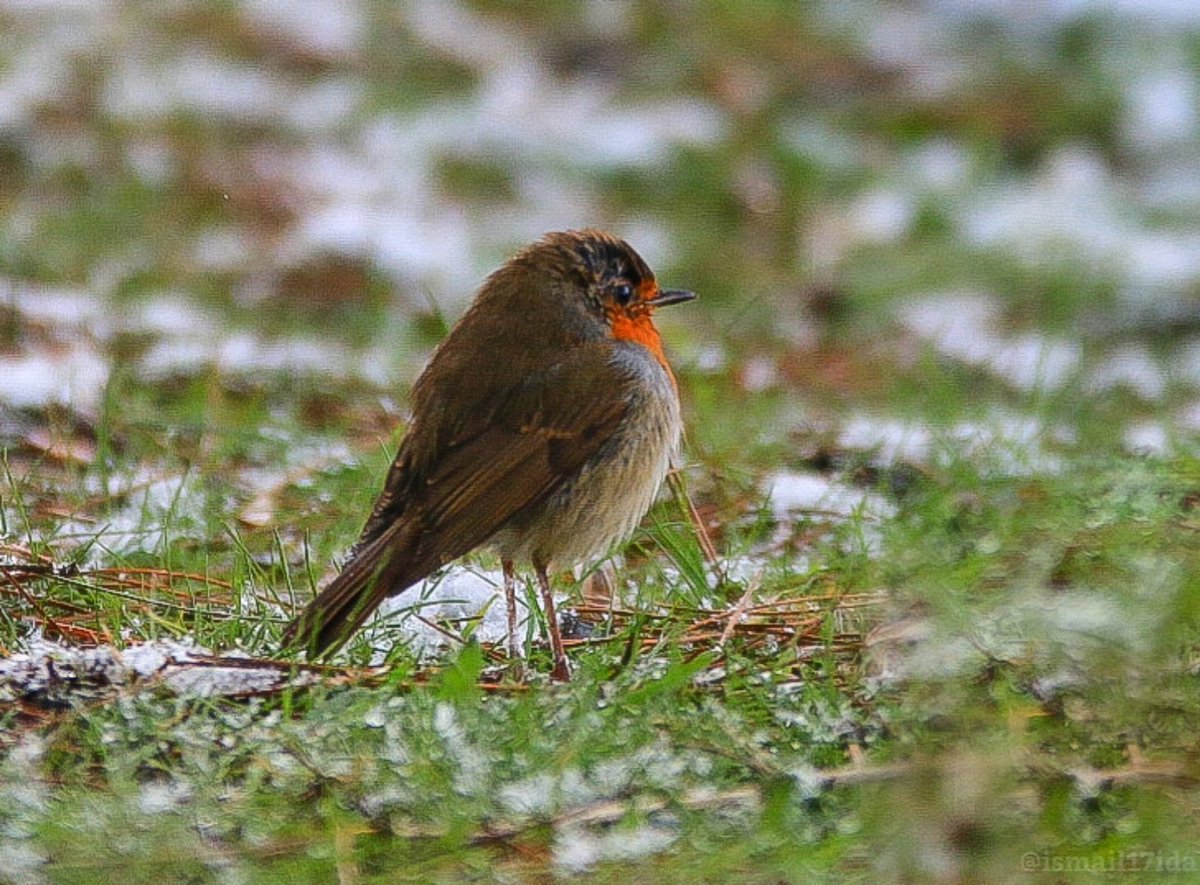 🐦#Kızılgerdan #Erithacusrubecula 
#birdphotography 
@Natures_Voice  #TwitterNatureCommunity #BigGardenBirdwatch #photography #NaturePhotography  #birdphotography #wildlifephotography #birds #kuşlar #kuşfotografciligi #ornito #gömenhasan  #ornitology #kuş #Kazdağları #Çanakkale