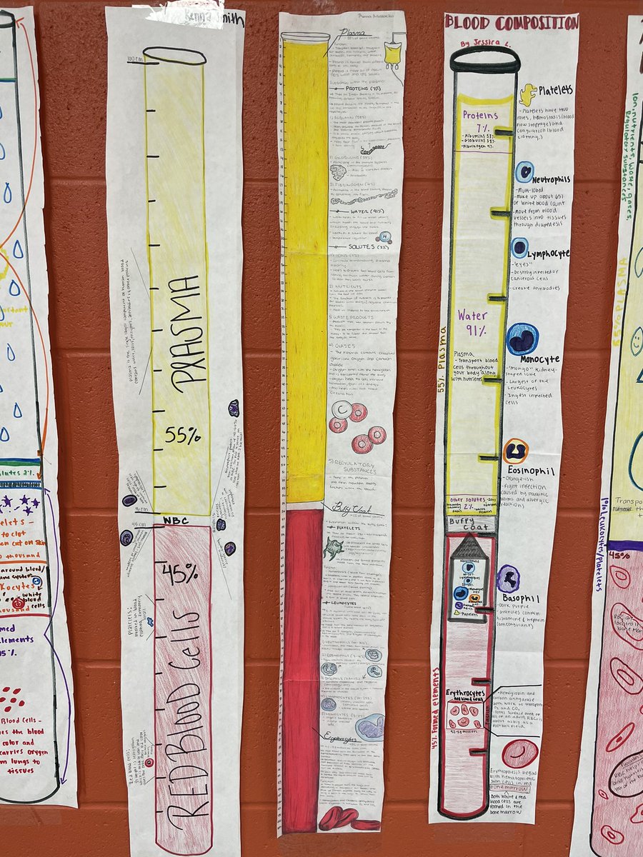 Anatomy students created some beautiful hematocrit tubes that make wonderful wall art. 🩸 #bridgelandbest #hematocrit <a href="/bhsnewland/">Eileen Newland</a> <a href="/BHSBears_Tennis/">Bridgeland Tennis</a> <a href="/DBH_science/">DBH Science</a>