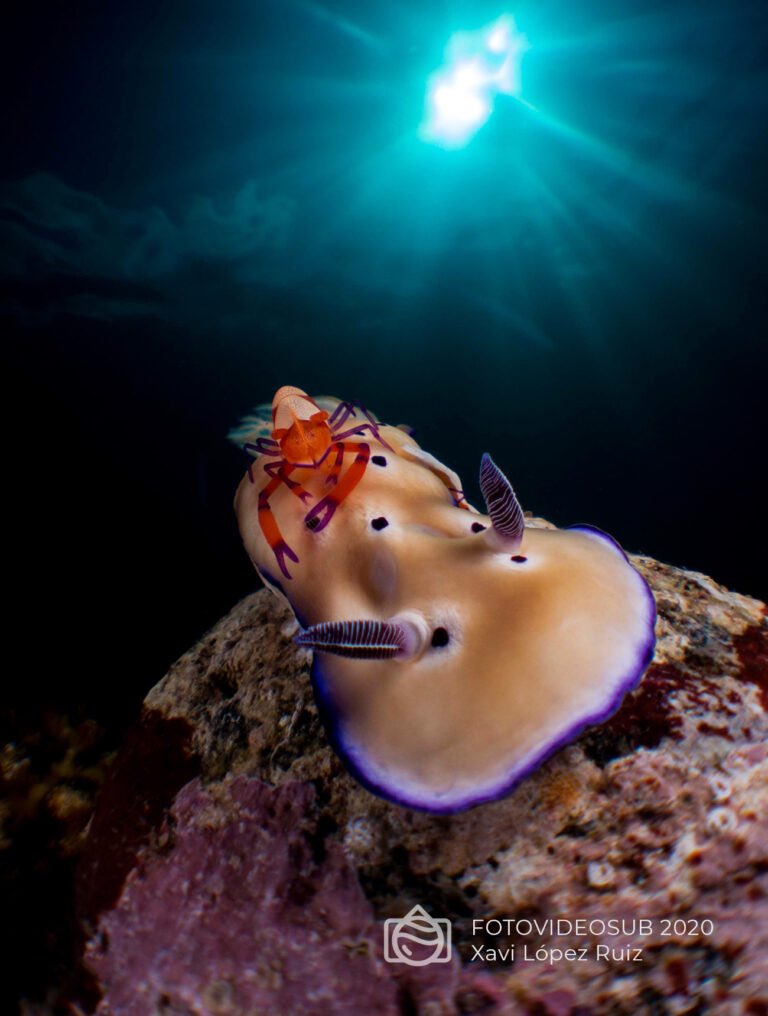 fotovideosub's tweet photo. Ganadores Fotografía submarina Fotovideosub 2020 
🏆 1º clasificado GENERAL
🏆1º clasificado categoría MACRO
👁‍🗨 Xavi López Ruiz
📸 Cabalgando

#fotovideosub #fotosubmarina #fotosub #ganadores #winners 

🔗 https://t.co/O8mCo8N7ON https://t.co/2rmWQdq8no