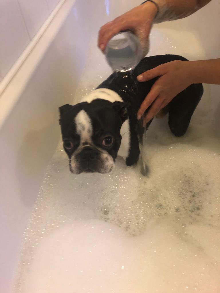 mrs_g_2310's tweet photo. #LittleFred the #BostonTerrier enjoys his walks in the muddy fields, but not so much the bath afterwards.....although, I’m convinced he tried to get back in today so perhaps I’m wrong 🐶 🛁 @Scottjgraham75 https://t.co/wnfdckUd8e