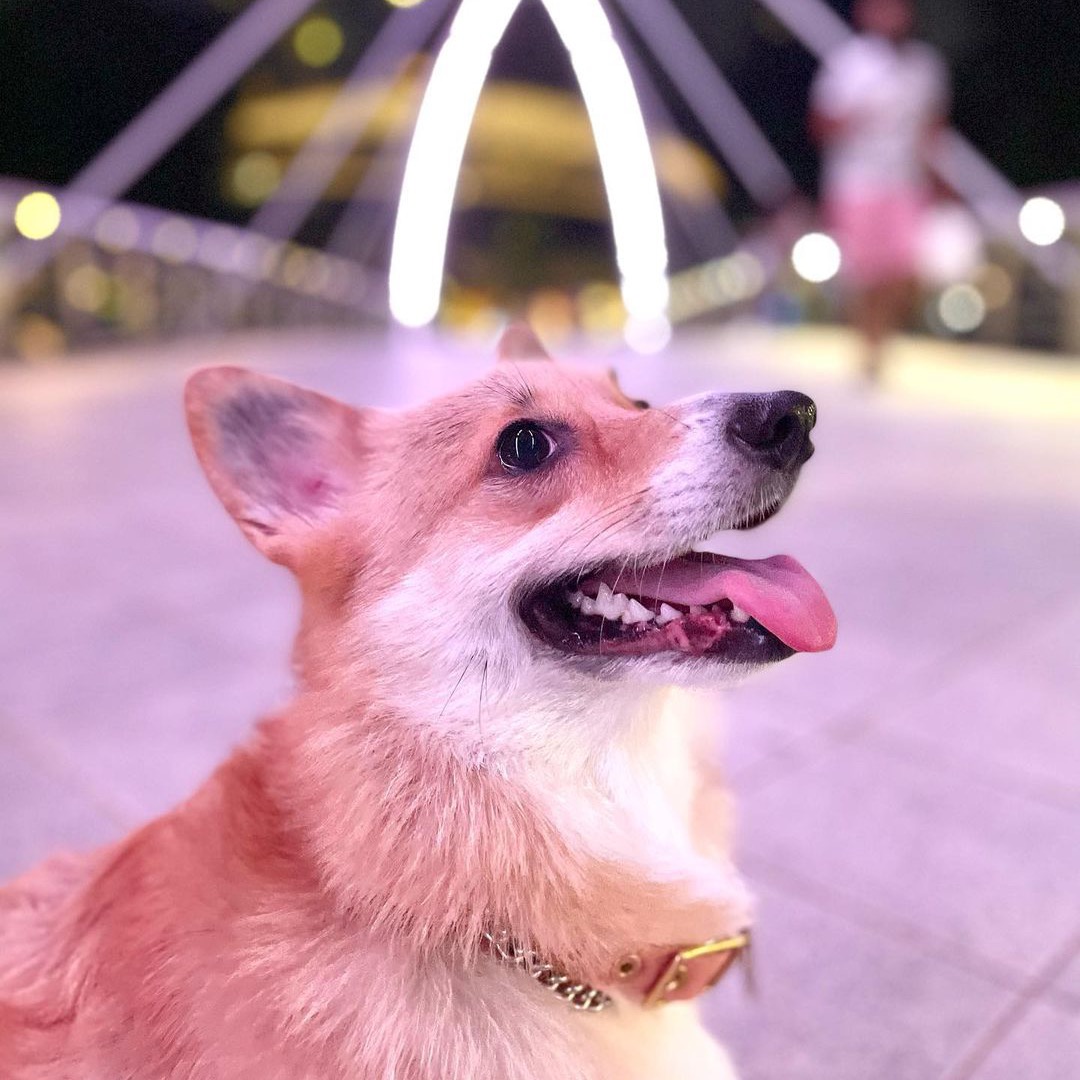 CorgiParents's tweet image. Hold that pose and... perfect! 📸 Happy tongue out Tuesday! 😋
(Photo @boboadobo)

𝐂𝐨𝐦𝐦𝐞𝐧𝐭 𝐝𝐨𝐰𝐧 𝐲𝐨𝐮𝐫 𝐩𝐞𝐭&apos;𝐬 𝐦𝐨𝐬𝐭 𝐩𝐢𝐜𝐭𝐮𝐫𝐞 𝐩𝐞𝐫𝐟𝐞𝐜𝐭 𝐩𝐡𝐨𝐭𝐨!
