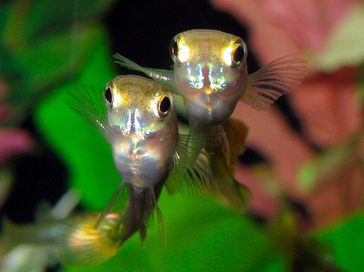 8/15. Members of the  #BobWongLab have been investigating behavioural impacts of wildlife exposure to fluoxetine (marketed as Prozac), one of the 's most commonly prescribed antidepressants and an environmental contaminant detected in surface waters everywhere.  #AnimBehav2021