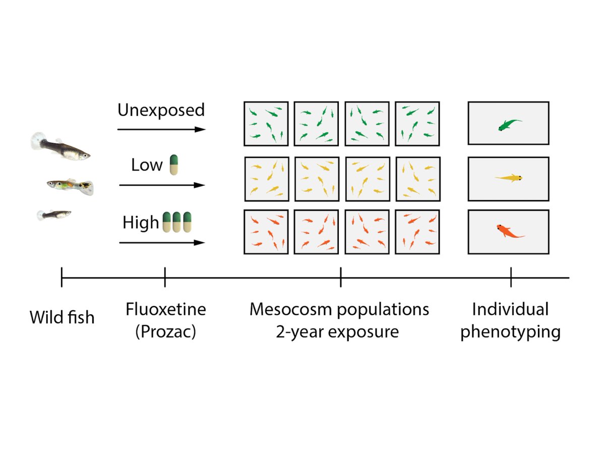12/15. Ok, so short-term exposure affects behaviour, but what about longer term consequences given that  in the  are often highly persistent? To address this, we have been exposing , in this case guppies, to fluoxetine for multiple generations in mesocosms.  #AnimBehav2021
