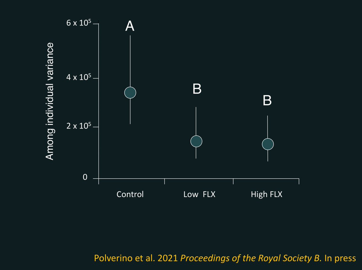 13/15. We found that multigenerational exposure to fluoxetine eroded among-individual variation in behaviour (activity). This is alarming since variation is important in mediating the response of populations to environmental change.  #AnimBehav2021