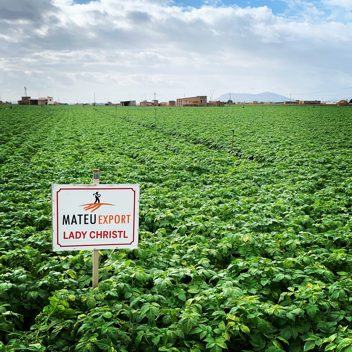 MateuExport's tweet photo. That’s the way!!! #newpotatoes #mallorca https://t.co/FaJVdkOjEl