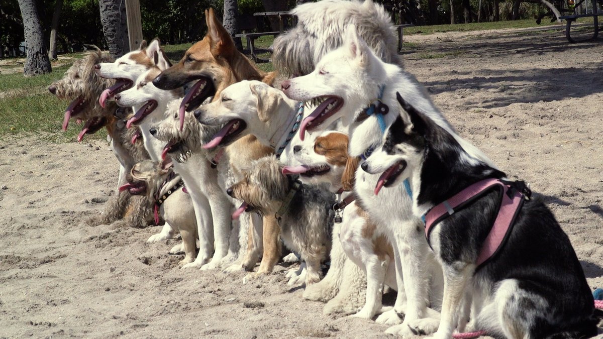 RuffTales's tweet photo. Hey, 4th dog from the right...tongue out!
#dogs #dogsoftwitter #tongueouttuesday #dogsinline
#dogcelebration #dogandpuplovers @dog_rates #cutenessOVERLOAD https://t.co/xKsKvpgaUt