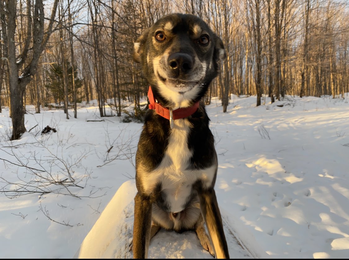 the look he gives me when I feed the other dogs first