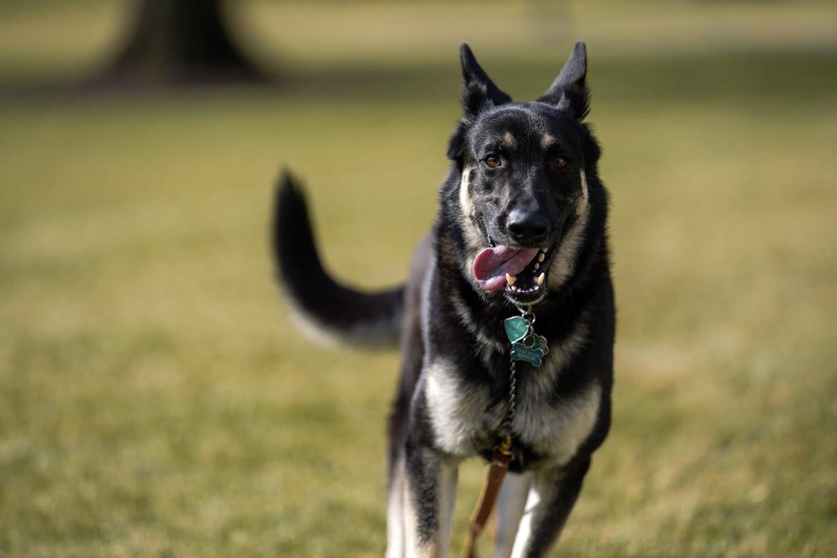 🐾As we’ve just set paws on the #WhiteHouse grounds yesterday, we have some pupdates for you: #Champ is currently napping in his new pawsidential dog bed by the fireplace in the executive residence and I am on my way to chase squirrels I’ll never catch on the #SouthLawn. - #Major