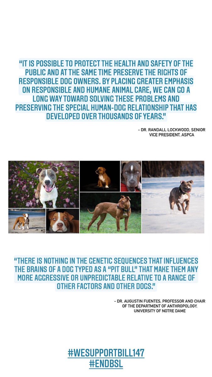pitbulladvocate's tweet photo. #PCPO must listen to experts and heed the #Science. It is time #Bill147 went to committee or 3rd reading. #EndBSL and remove the breed discriminating language in the #Ontario #Dog Owners Liability Act or lose the support of animal advocates. #Support147 https://t.co/0yMjaZ3k0c https://t.co/6kZWfz88eT
