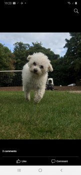 millypod1's tweet photo. TILLY IS HOME SAFE. THANKS FOR RT's 🙂🐕🐾🍾

16th SEPT 2020 #STOLEN @Glos_Police
OWNERS HAVE CCTV
This is the car that Tilly was taken in
Believed to be a Ford Mondeo
#ScanMe Bichon Frise Female. SPAYED
Driveway #Barnwood #Gloucester #Gloucestershire #GL4
https://t.co/efG6BKpcR6 https://t.co/9Bxa4LBf2d
