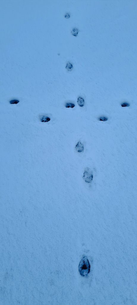 HalilMrT1's tweet image. We had some unsuspecting visitors in school overnight. 

Any ideas what made these tracks?

❄️🐾🤔