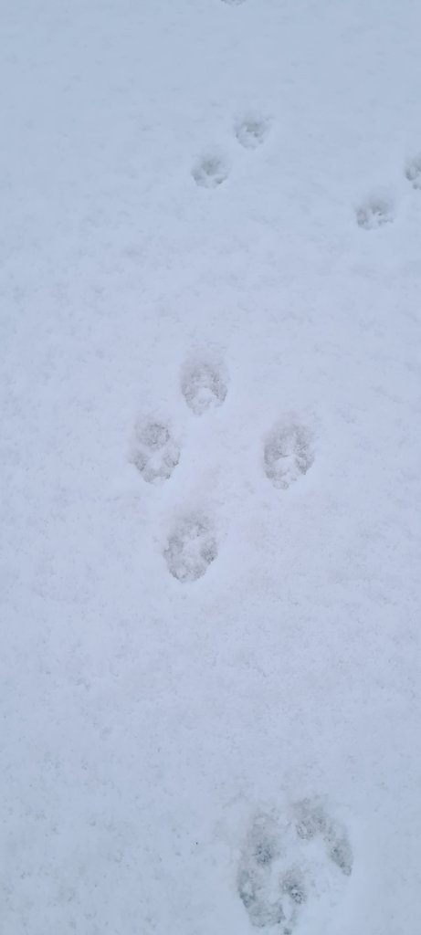 HalilMrT1's tweet image. We had some unsuspecting visitors in school overnight. 

Any ideas what made these tracks?

❄️🐾🤔