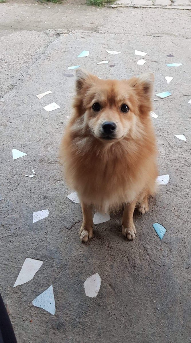 lorasluck's tweet photo. Bertie is still waiting for his home, but no cats please! They scare him :(

Think you can help? Check out his FB album below and pop an email to us at lorasqueries@gmail.com

https://t.co/wiTr77ahtd

#K9Hour #RehomeHour https://t.co/w5pzS6GAzy