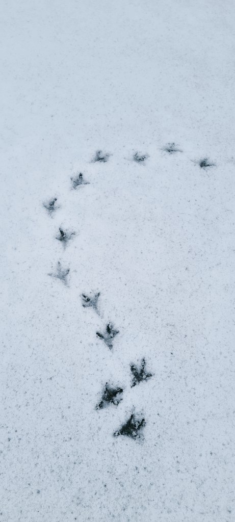 HalilMrT1's tweet image. We had some unsuspecting visitors in school overnight. 

Any ideas what made these tracks?

❄️🐾🤔