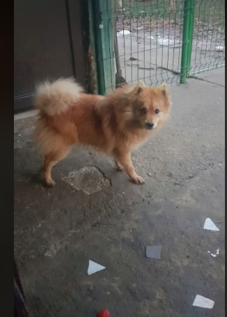 lorasluck's tweet photo. Bertie is still waiting for his home, but no cats please! They scare him :(

Think you can help? Check out his FB album below and pop an email to us at lorasqueries@gmail.com

https://t.co/wiTr77ahtd

#K9Hour #RehomeHour https://t.co/w5pzS6GAzy