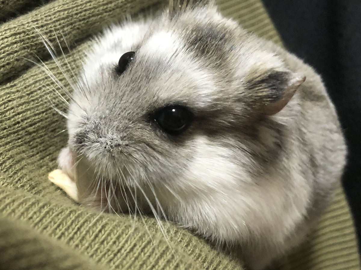 顔周りの毛色が変化した！！！
みぞれちゃん( * ॑꒳ ॑*)♡
黒くなってる！！！！！