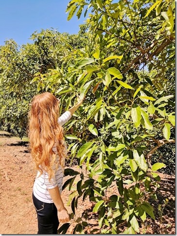 RunEatRepeat's tweet photo. Fun and Photos from my Avocado Orchard Visit! https://t.co/6uYuLDepyW

#AvocadosForAll #Avocados #Vons #California #OrangeCounty #Love https://t.co/rBQX4f0D3P
