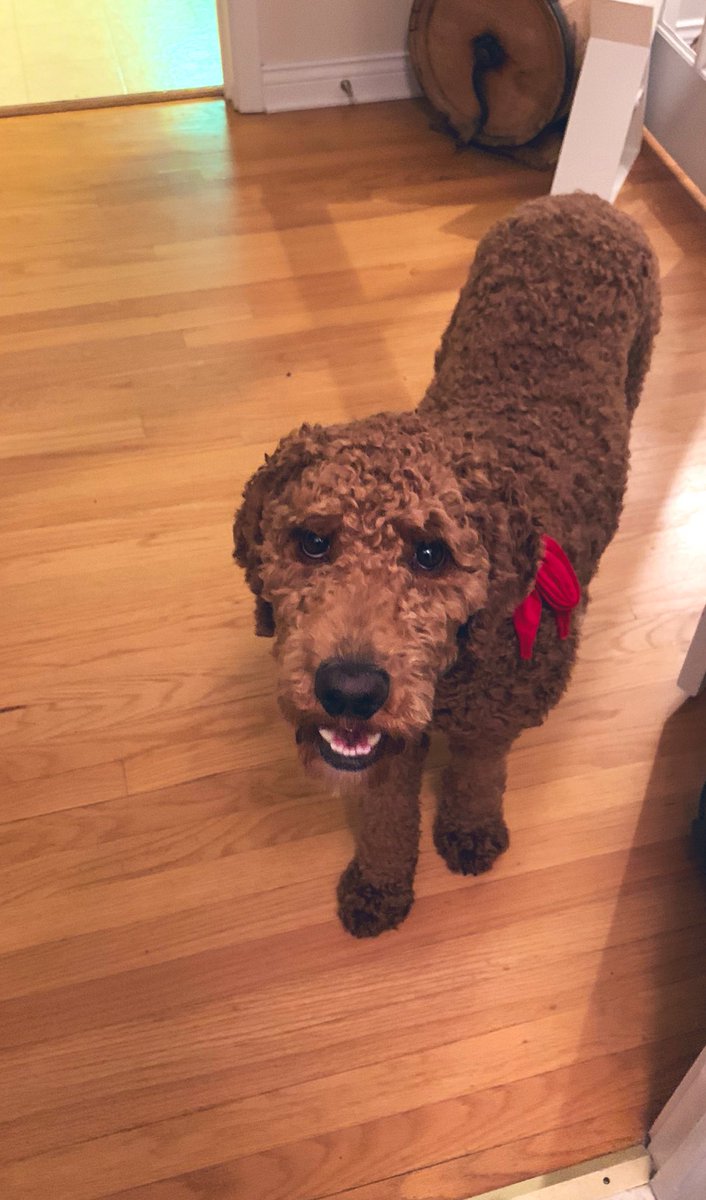 JaadTwal's tweet photo. Waking up to this!!! He’ll definitely put a smile on your face #happydog #goldendoddle #pupp #puppylove #smiles #loyalty https://t.co/Qj5mrlUMVX