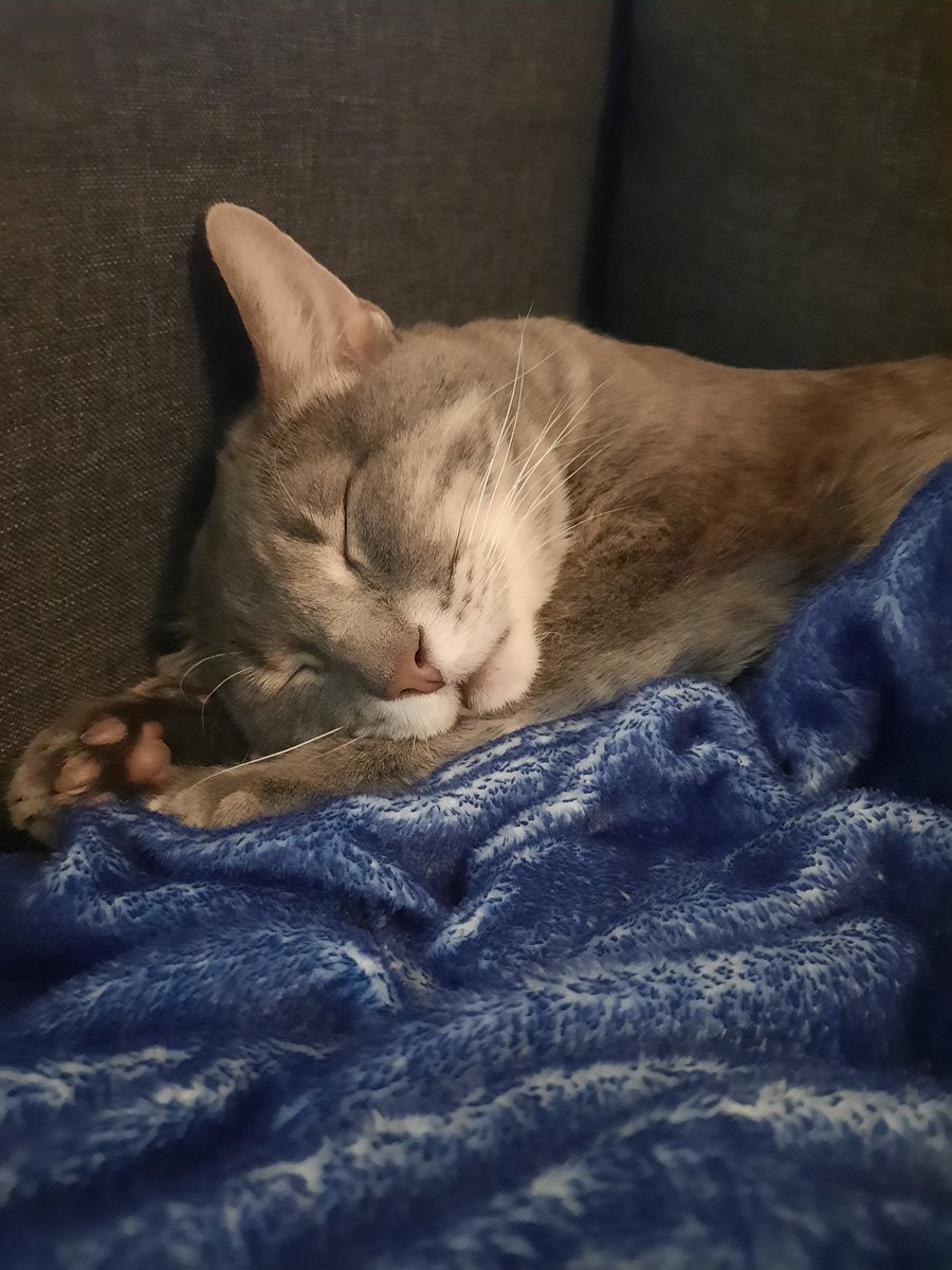 OneEaredCat's tweet image. the best beanie baby ❤

#toebeantuesday #CatsOfTwitter