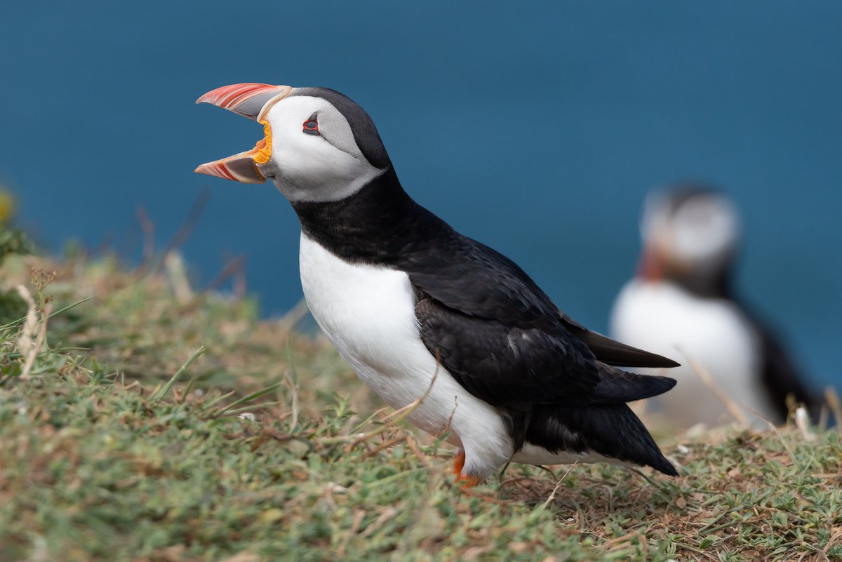 Clues to a bird's diet are found in the shape & size of its beak. Foods can be: insects, fruit, seeds, fish, nectar, small mammals and a mixed diet. Examples of beak shapes are cones, hooks, straight, needle-like and spatulate (like a spoon) Which shapes match which foods?