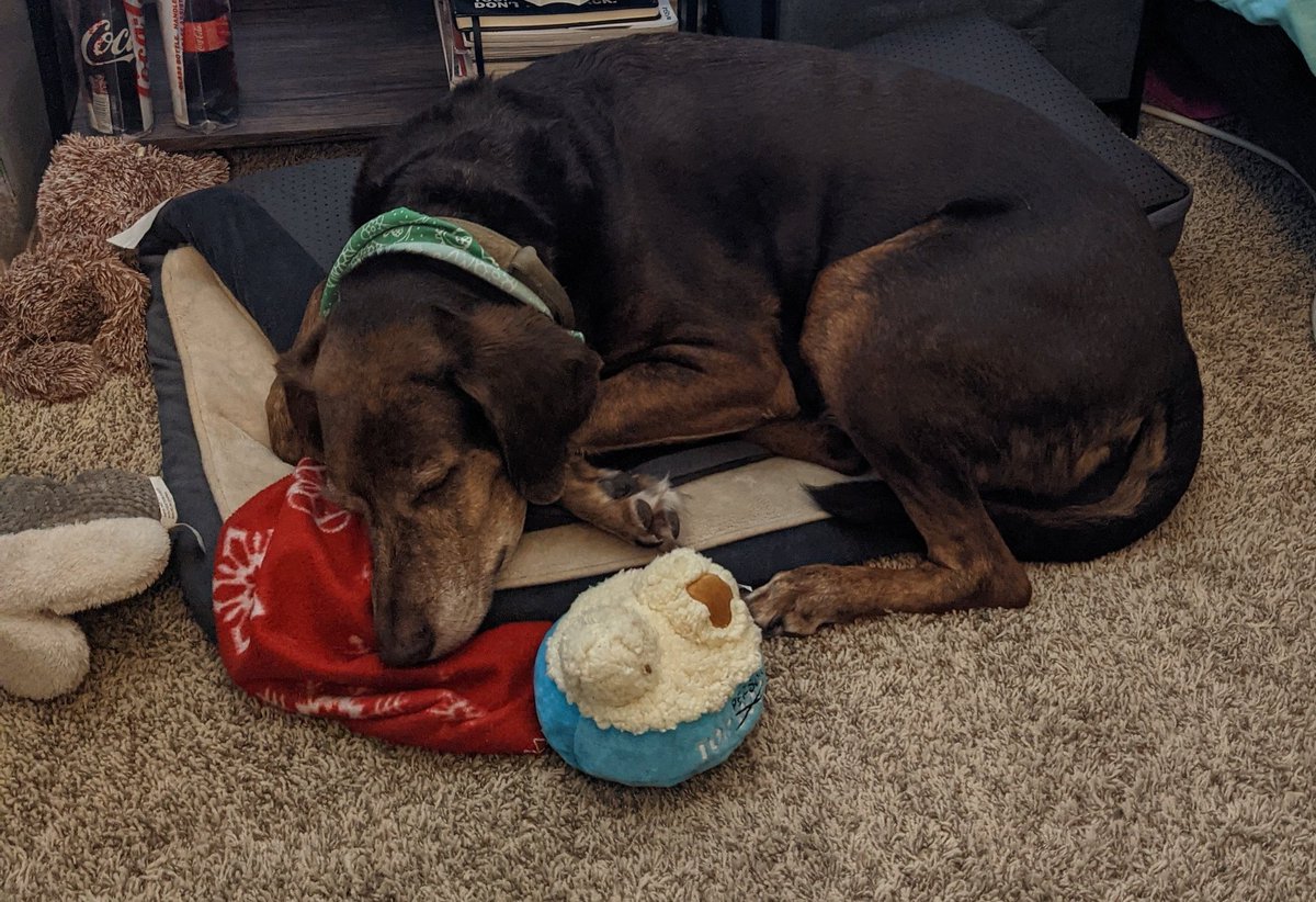whitthebeast's tweet photo. hard work make the puppy exhausted. #4a5g #pixel #googlepics @madebygoogle https://t.co/f2pDMxkk1W