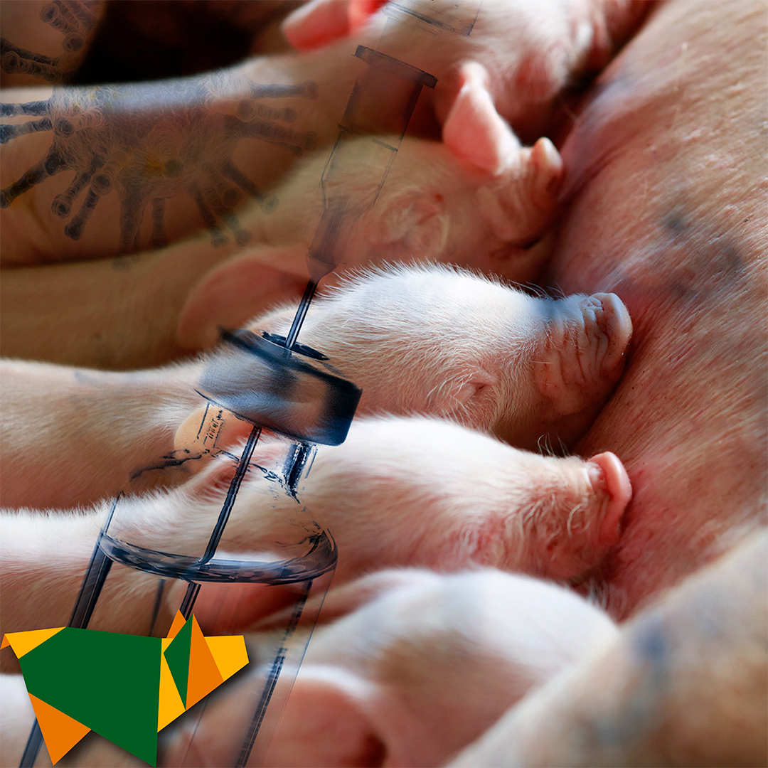 ipvs2022's tweet image. Os tópicos debatidos nos congressos da IPVS se tornam mais atraentes a cada ano. Com a globalização da indústria suinícola, debates sobre formas de controle da transmissão de doenças entre países e continentes tem recebido grande destaque.