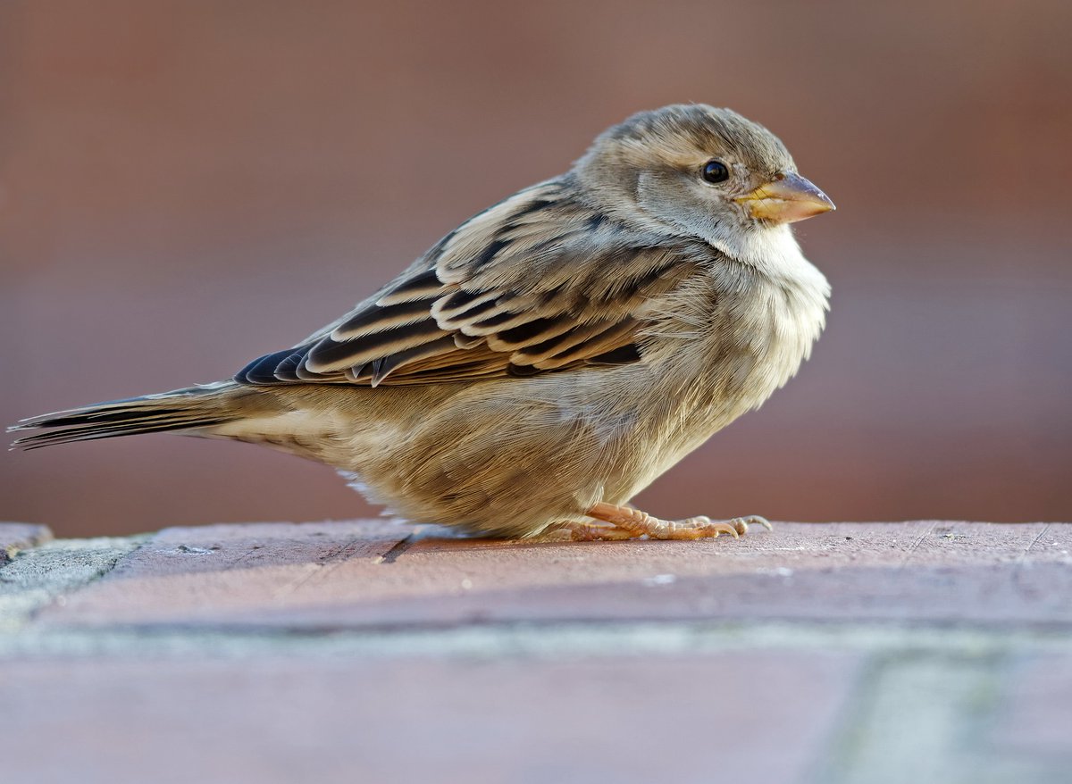 Which beak shape and size would be best for breaking tough seeds? A thick, strong cone or a beak that's long and thin like a needle?