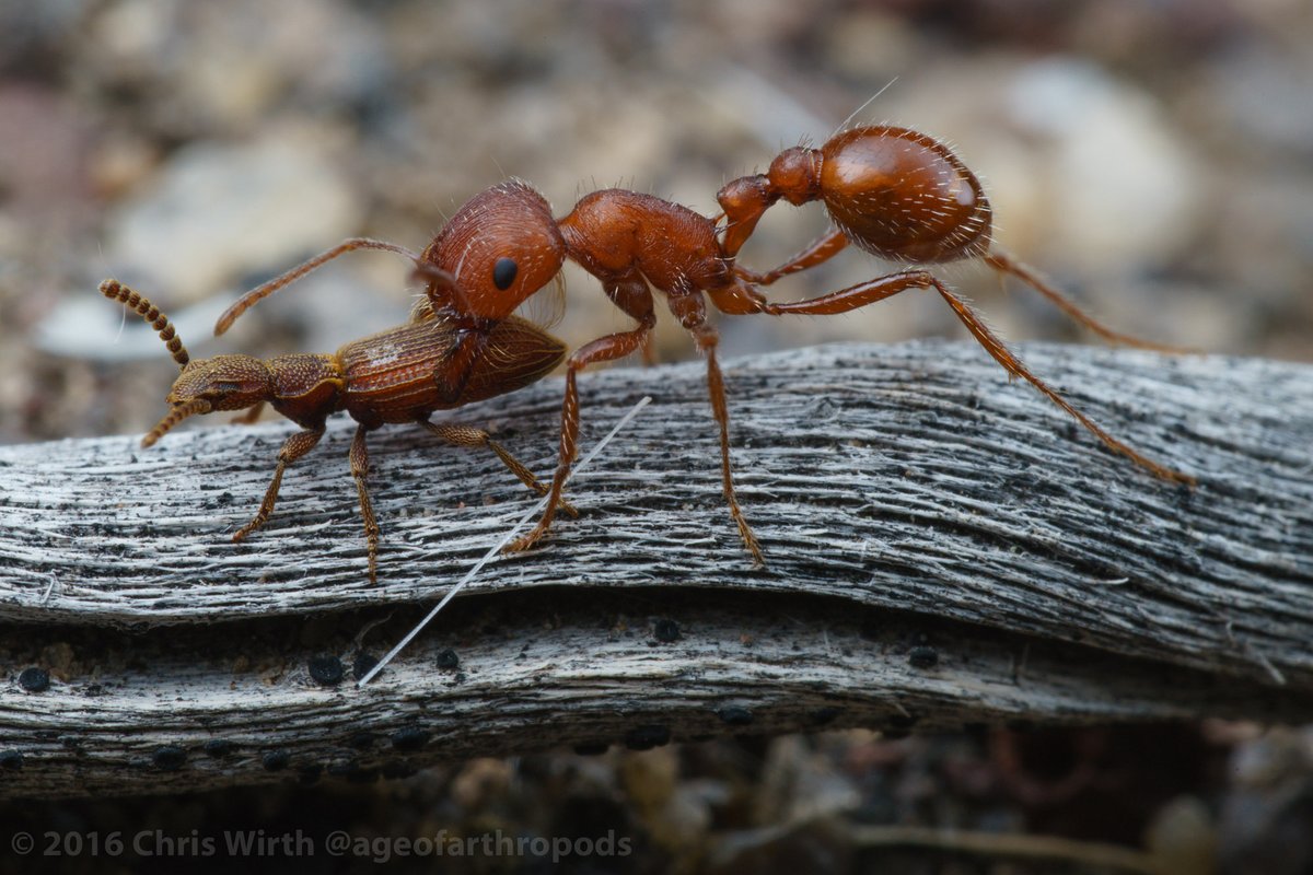 AgeOfArthropods's tweet photo. While their relationship w/ ants is not fully understood, Lavigne (1969) found 188 Araeoschizus in Pogonomyrmex seed and trash chambers and Hendricks & Hendricks (1999) observed ants passively responding to these #tenebs, even carrying them away from the nest https://t.co/GA1RovPqnT