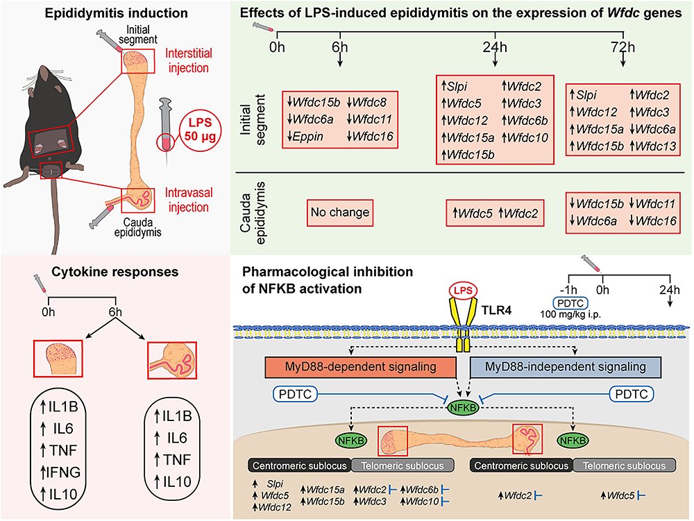 BiolReprod tweet picture