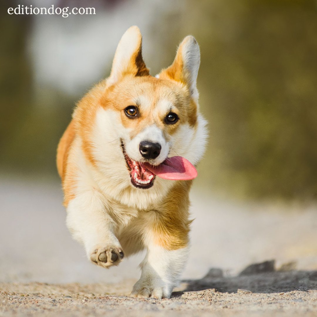 It's #TongueOutTuesday #TOT everyone!

Show us your Tongue Out Tuesday pictures...

#DogsOnTwitter

editiondog.com