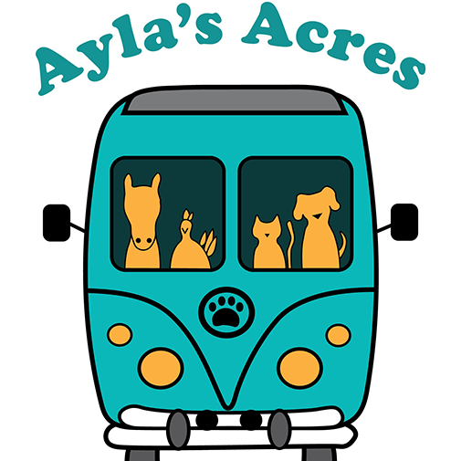 Ayla's Acres animal shelter and rescue is building anew and Flagler students are helping them do it: ow.ly/KLVb50DiKBl <a href="/AylasAcres/">StAugustineRescues</a>