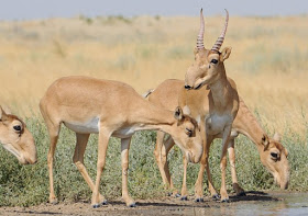 Cengiz Demirci (Topr@k✍️) tweet media