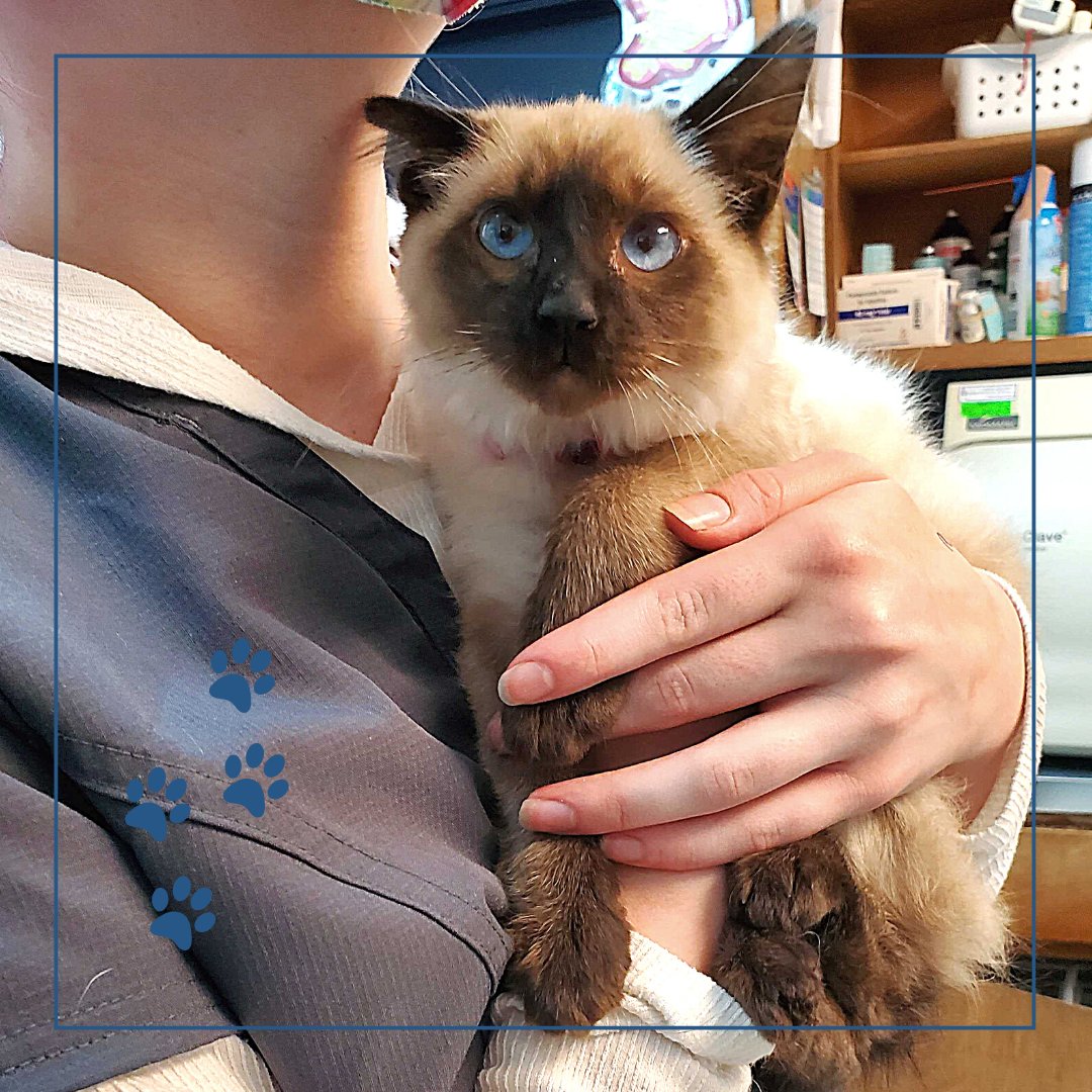 BothellPetHosp's tweet image. Pearl, a 10-week-old kitten,  came in for her final kitten boosters and, well, had plenty of opinions on the matter. "Pearl, we just love you so."  #bothellpet #bothell #catsofbothell #meow #kitten #catsofinstagram #kittensofinstagram #veterinary #weloveourclients #healthypets