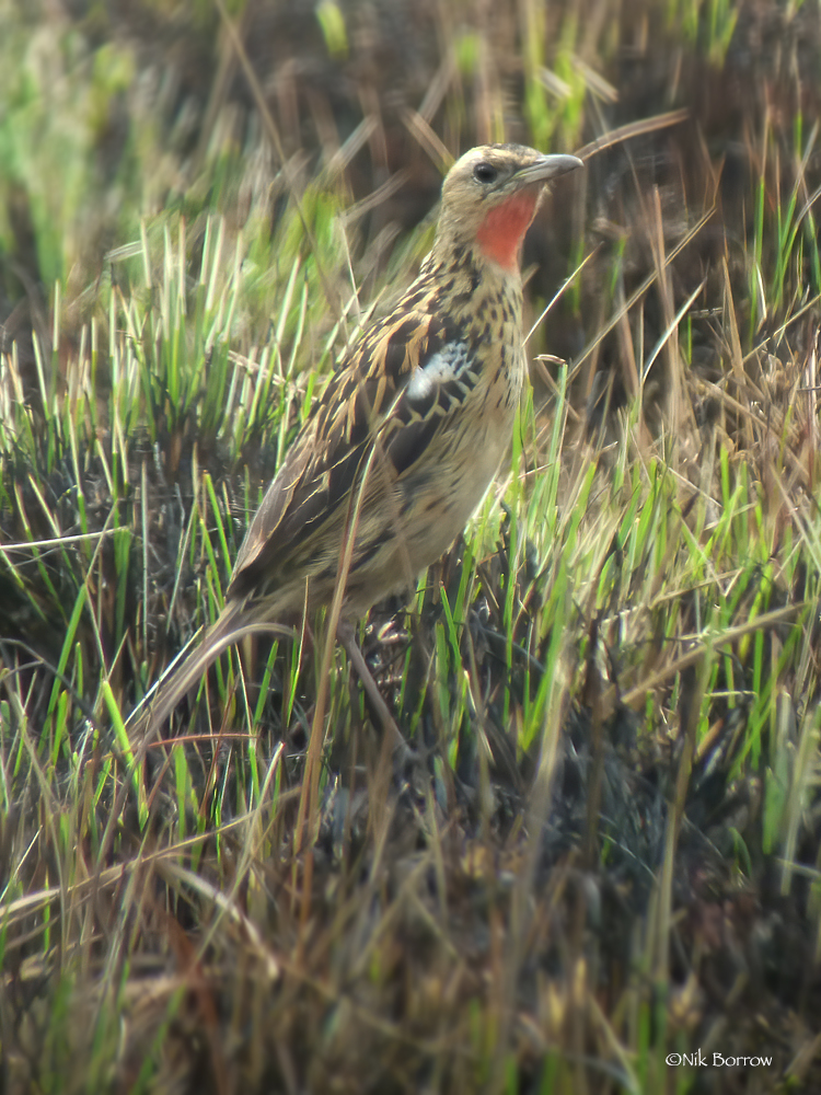 #2. GRIMWOOD'S LONGCLAWNative mostly to Angola and Zambia. Easts small insects. Dreams of larger prey. Pic by Nik Borrow (CC BY-NC 2.0)  https://flic.kr/p/2iYSfcc&nbsp;