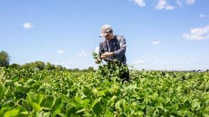 Don’t miss the next #CSA Green Bagger on February 17, 2021 at 12:15 pm. Support and connect with Grad Students studying #Agronomy! 
Register: bit.ly/39hF6az
More info: bit.ly/3qXVRxh
