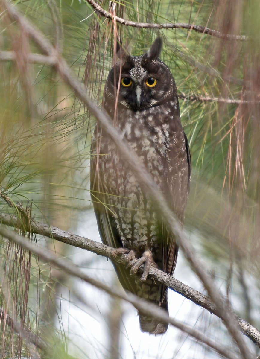 #3. STYGIAN OWLFound from Mexico south to Argentina. Widespread. Watching you. Pic by Patty McGann (CC BY-NC 2.0)  https://flic.kr/p/e7GjJ7 