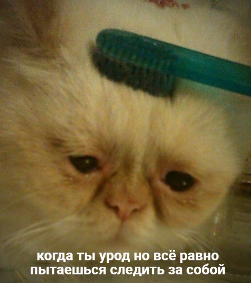 Net_Phenomenon's tweet photo. https://t.co/1Z4vDde0Fh