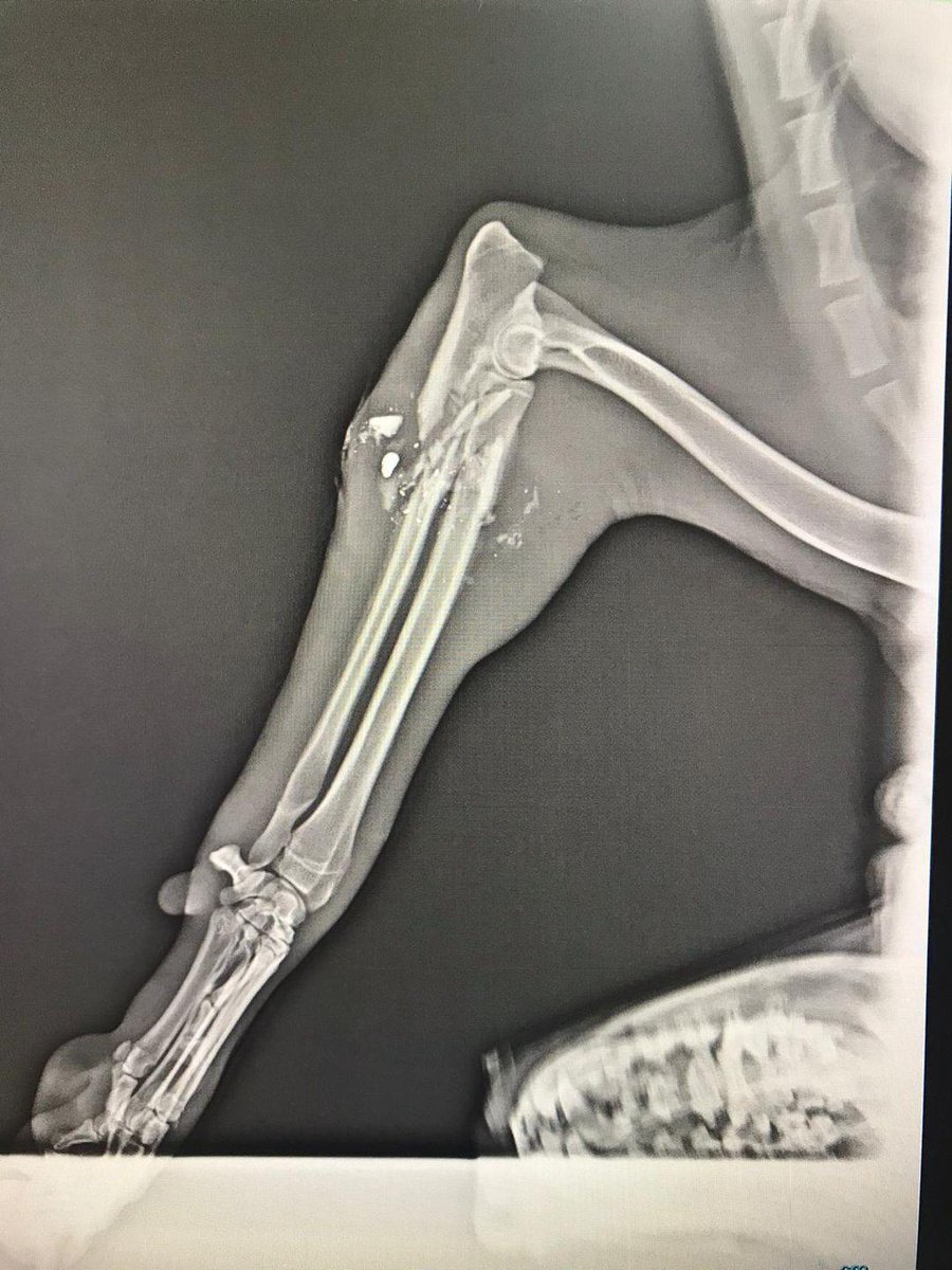 Ricamizdir lutfen cok takipcili paylasim yapabilecek hesaplari etiketleyin bu cocugun tedavisi icin yardiminiz gerek bacagi paramparca olmus kursunlar hala vucudunda 😞
<a href="/GERCKDOSTLAR/">Gülgün Tuna</a> <a href="/Profesorfacia/">Profesör Facia</a> <a href="/profobsesif/">güneş çağlıer 🌱</a> <a href="/maya_mia87/">örenkedi</a> <a href="/RehaCamuroglu/">Reha Çamuroğlu</a> <a href="/enveraysevera/">Enver Aysever</a>  <a href="/lsdomicim/">Leman Sam</a> <a href="/sevvalsam/">Şevval Sam</a>