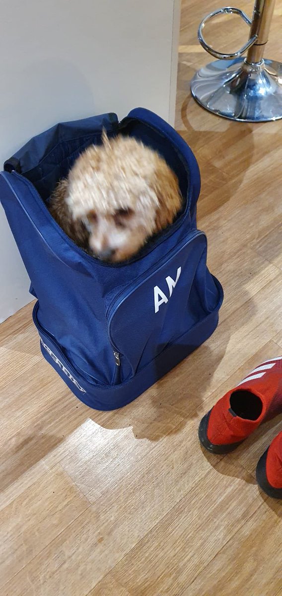 New saints mascot? #tidybag #tidyplayer