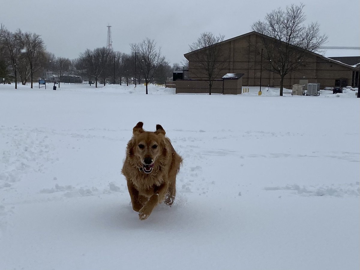 JPie25's tweet image. Love snow days with this speed demon! #IvyAddison #SnowDogs #DogsOfWinter #SnowDay