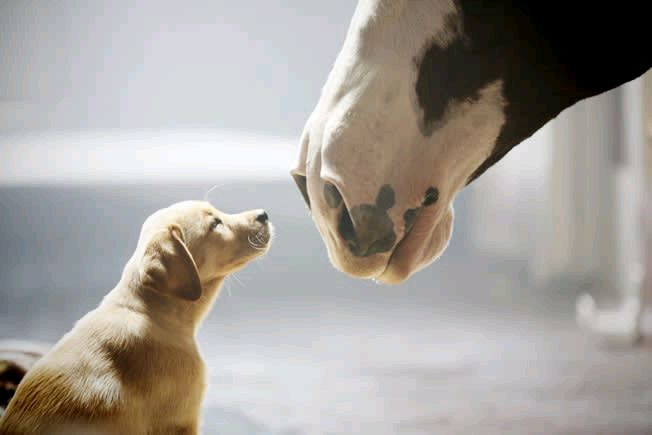 MarshaCollier's tweet photo. Budweiser will sit out #SuperBowl, funneling marketing dollars to boost vaccine awareness

🍺 The beer brand is instead going to focus on promoting vaccine awareness and distribution efforts.

#marketing #covid19
https://t.co/mD0GPdhCpu https://t.co/X24g8MXvPK