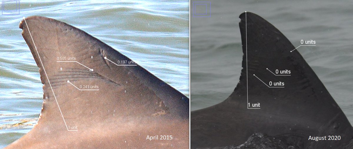 The change in appearance of a scar over time affects the reliability of using that scar for identification. Studying types of scars, how they heal, and factors that affect them can help to better determine the efficacy of photo identification in long term studies.  #AnimBehav2021