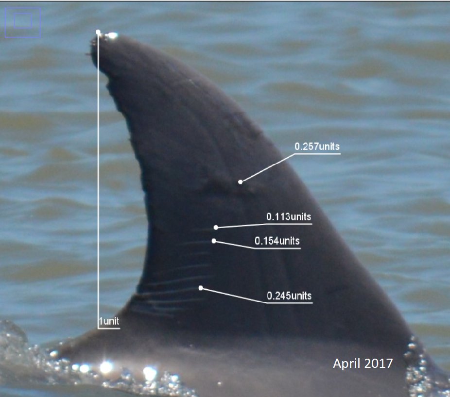 Dorsal fins were measured using ImageJ to determine if the length of the scar had changed relative to its dorsal fin length. These measurements were then correlated to salinity to demonstrate whether there is an influence on the healing rate of scars.  #AnimBehav2021  #salty